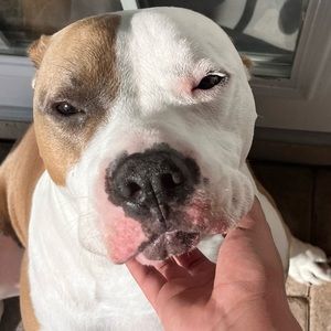 Meet your Posher, Peter